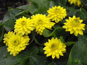 Ranunculus ficaria 'flore pleno'